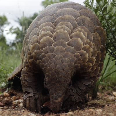 Nesli tükenmek üzere ama... Tonlarcası yakalandı!