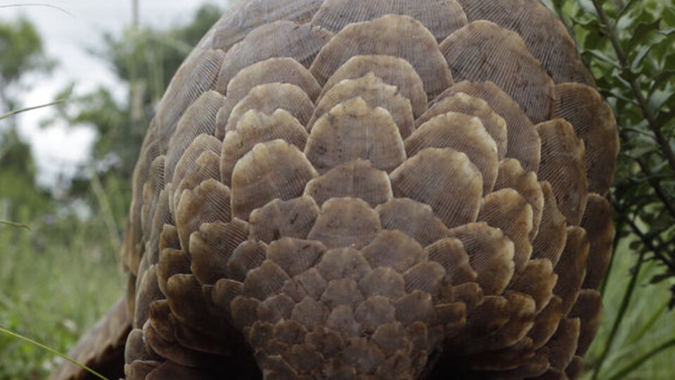 Nesli tükenmek üzere ama... Tonlarcası yakalandı!