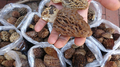 Kuzugöbeği mantarı kilosu 100 TL'den satılıyor