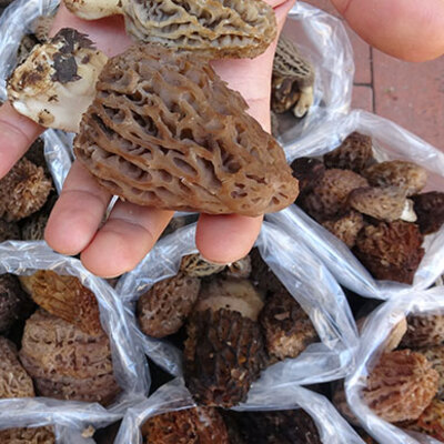 Kuzugöbeği mantarı kilosu 100 TL’den satılıyor