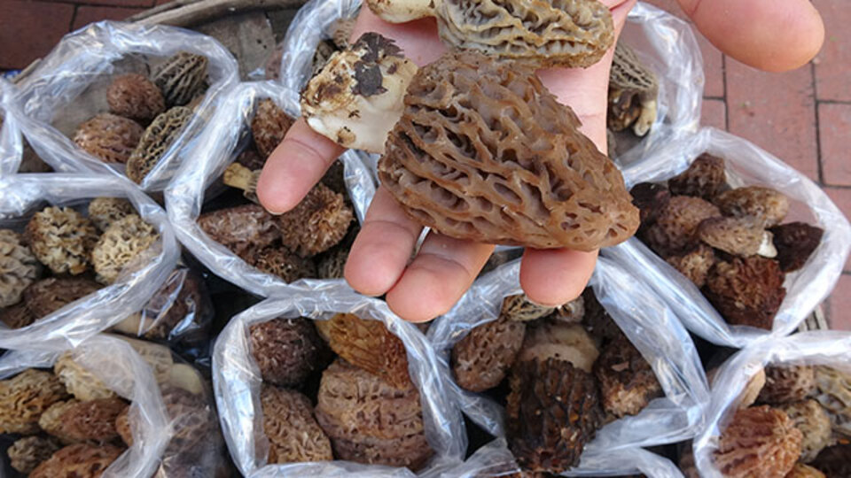 Kuzugöbeği mantarı kilosu 100 TL'den satılıyor