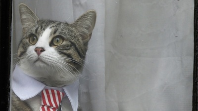 Assange tutuklandı, dünya kedisini konuştu!