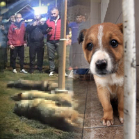 Üç ayda 18 ilde 122 cinayet!