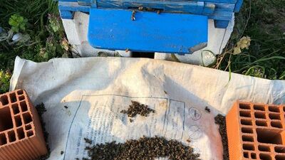 Üreticiler diken üstünde... Milyonlarcası bu halde bulundu