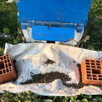 Üreticiler diken üstünde... Milyonlarcası bu halde bulundu