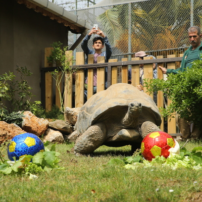 Kahin kaplumbağadan derbi tahmini