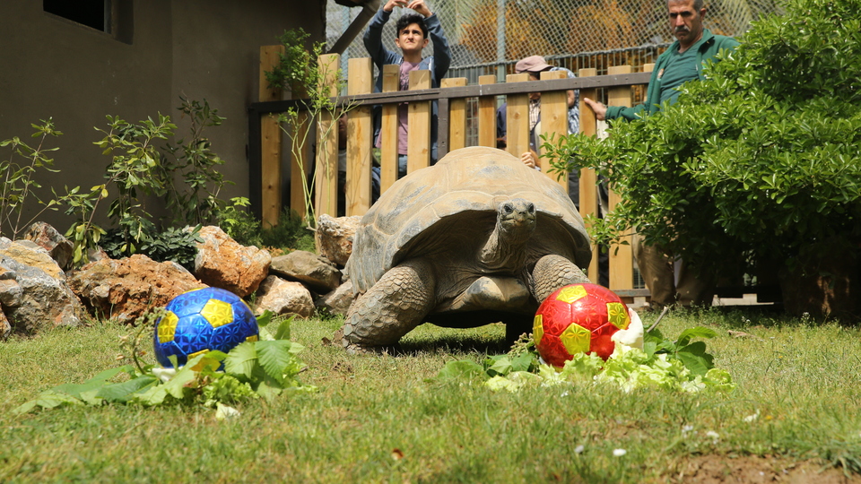 Kahin kaplumbağadan derbi tahmini