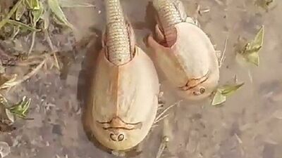 İran'da 200 milyon yıldır yaşıyor!