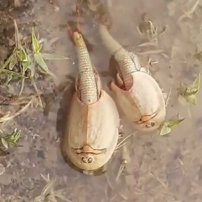 İran'da 200 milyon yıldır yaşıyor!