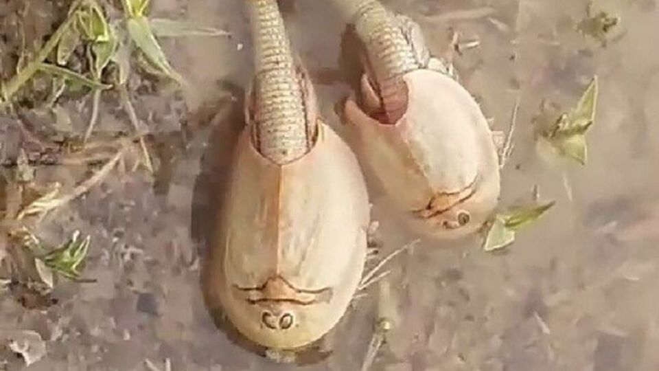 İran'da 200 milyon yıldır yaşıyor!