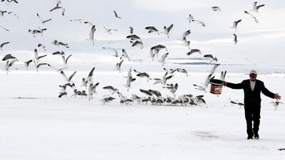 Donan göldeki martıları hayata bağladı