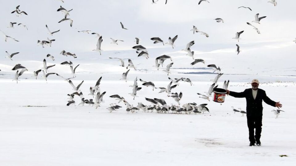 Donan göldeki martıları hayata bağladı