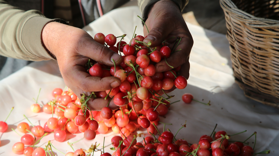 Sezonun ilk kirazı hasat edildi