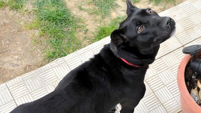 Havladı diye yapılanlar korkunç! 8 yavrusu öldü