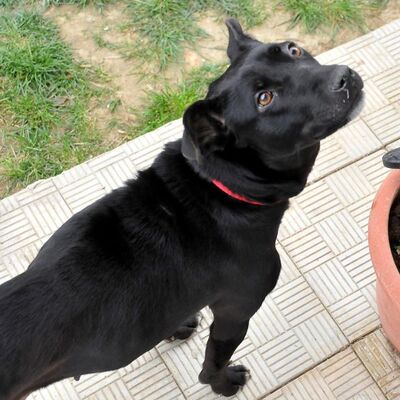 Havladı diye yapılanlar korkunç! 8 yavrusu öldü