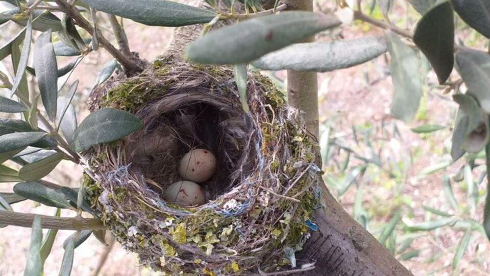 Onlar ölmesin diye ağaçlar budanmıyor