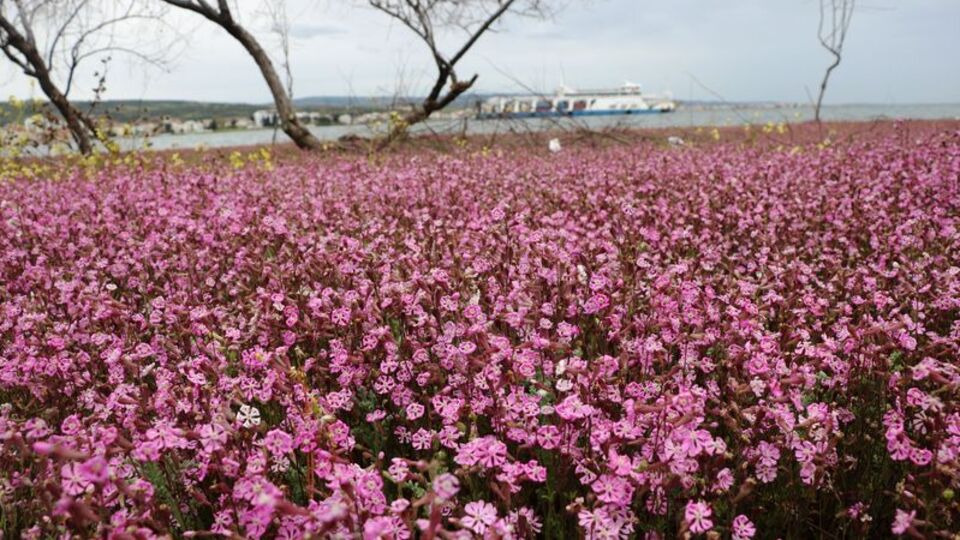 Hayran bırakan manzara! Ada pembeye büründü