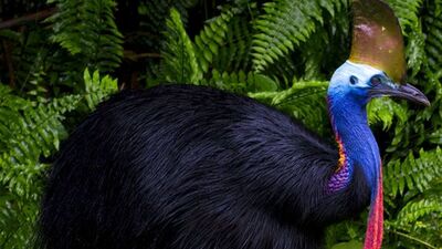 Cassowary kuşu nedir?