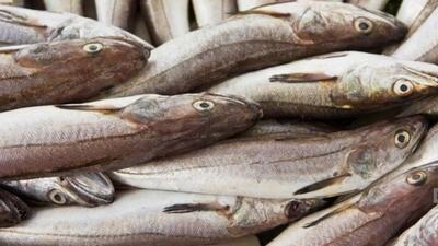 Tavuk Balığı hangisinin diğer adıdır?