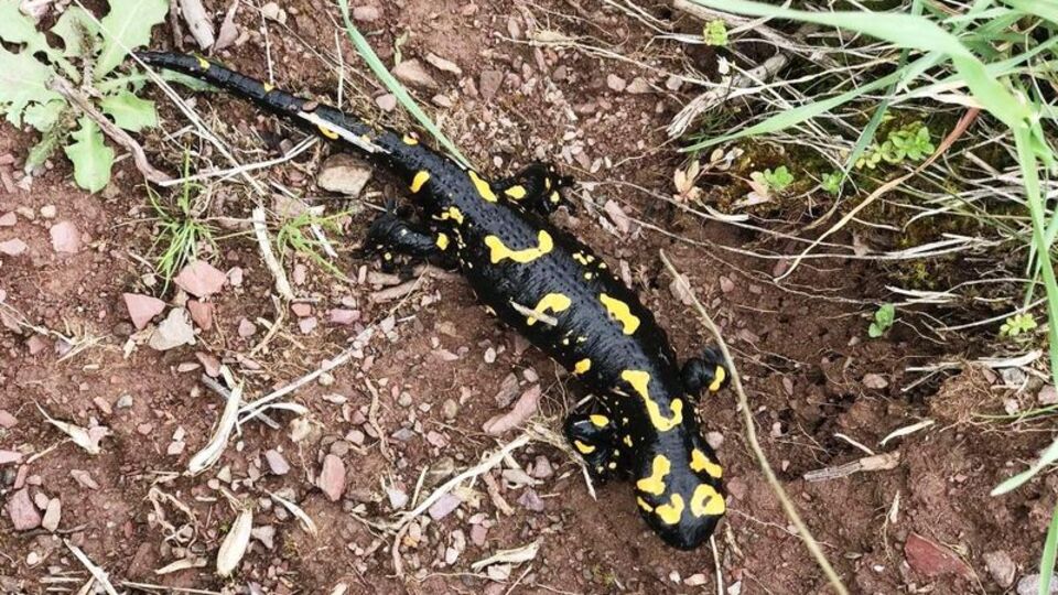 Malatya'da görüldü! Nesli tükeniyor