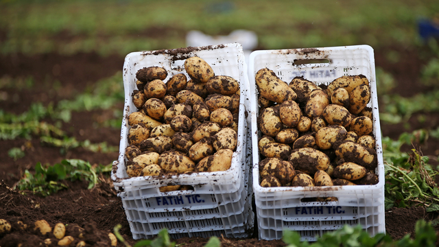 Turfanda patates hasadına başlandı