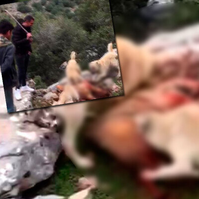 Mağarada sıkıştırıp, köpeklere parçalattılar!