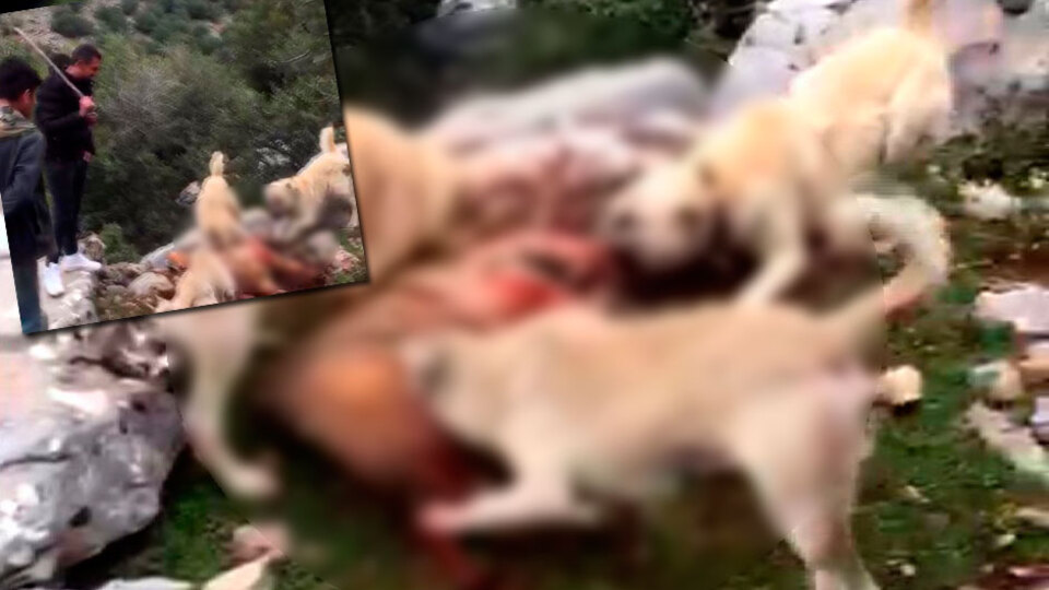 Mağarada sıkıştırıp, köpeklere parçalattılar!