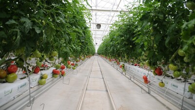 Türk seracıları gözünü Avrupa'ya dikti