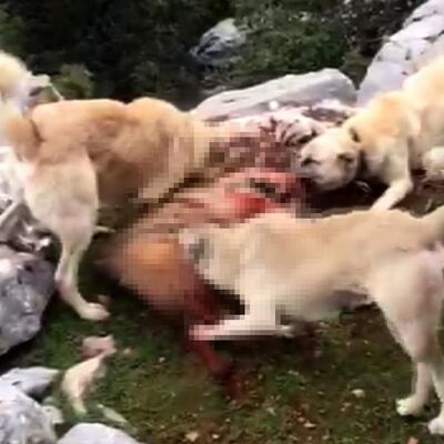 Çizgili sırtlan vahşetinde ceza belli oldu