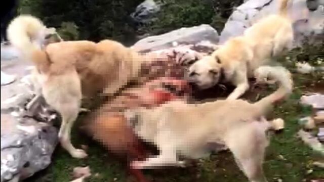 Çizgili sırtlan vahşetinde ceza belli oldu