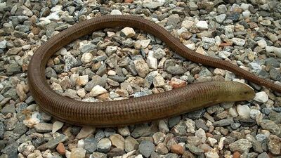 Aydın ve İzmir'de uyarı: Sakın öldürmeyin!