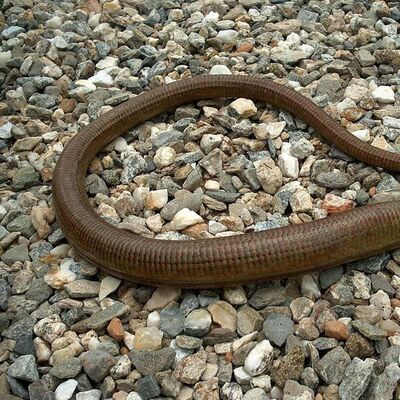 Aydın ve İzmir'de uyarı: Sakın öldürmeyin!