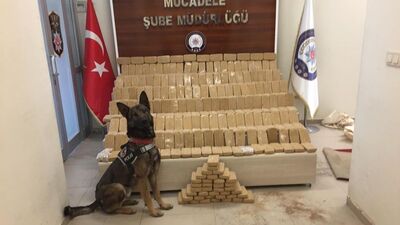 'Rexo'nun burnu affetmez tam 155 kilo!