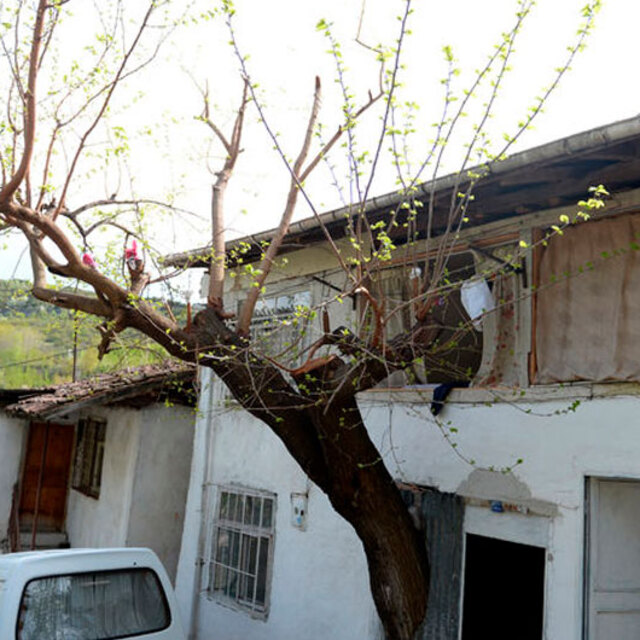 Baba hatırası ağaca kıyamıyor
