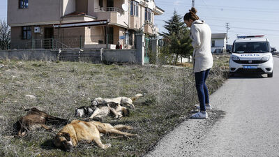 Ankara'da yine köpek katliamı!