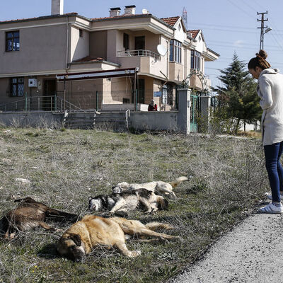 Ankara'da yine köpek katliamı!