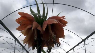 "Ağlayan gelin" tarıma kazandırılıyor