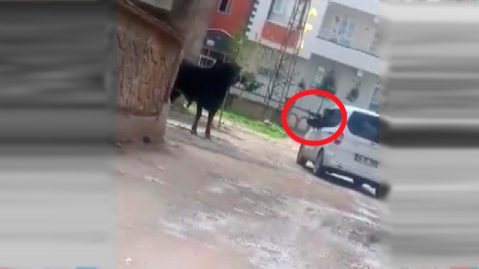 Dehşet! Kaçan boğayı tüfekle başından vurdu!