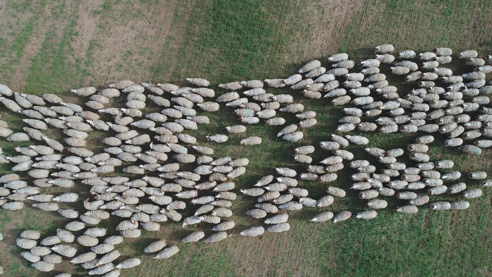 "Kırmızı etteki sorunlar küçükbaş hayvancılıkla çözülür"