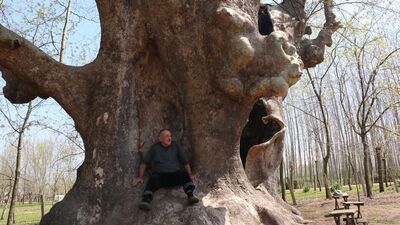 '15 nesli görmüş bir ağaç'