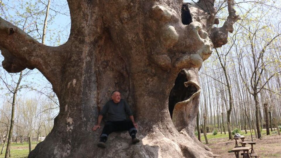 '15 nesli görmüş bir ağaç'