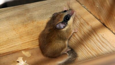 Başta sincap sandı ama...