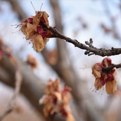 Meteoroloji'den çiftçilere uyarı!