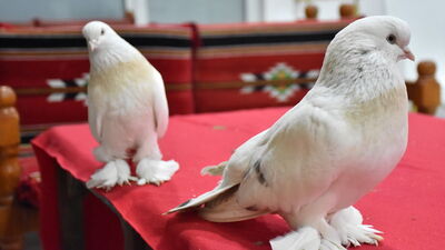 'Kral'ın tahtını yavrusu salladı!