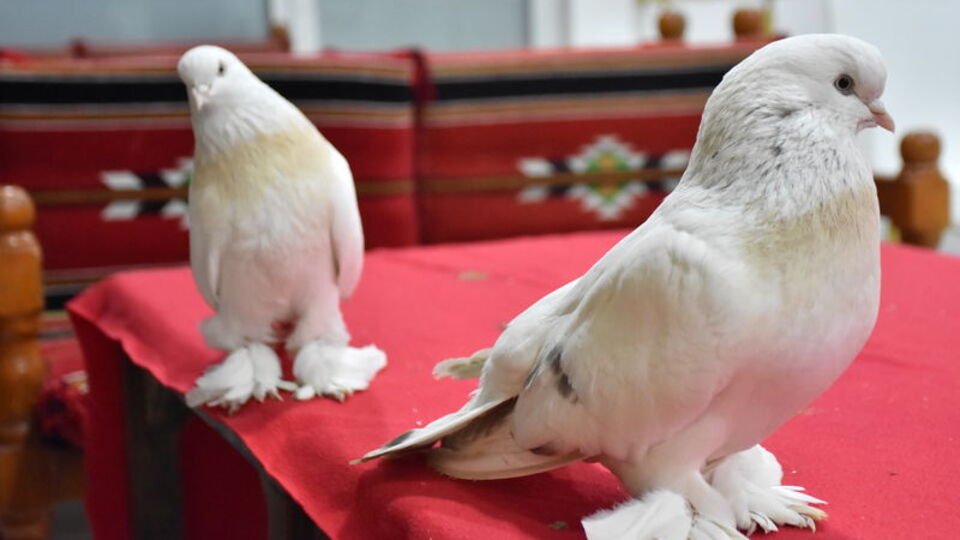 'Kral'ın tahtını yavrusu salladı!