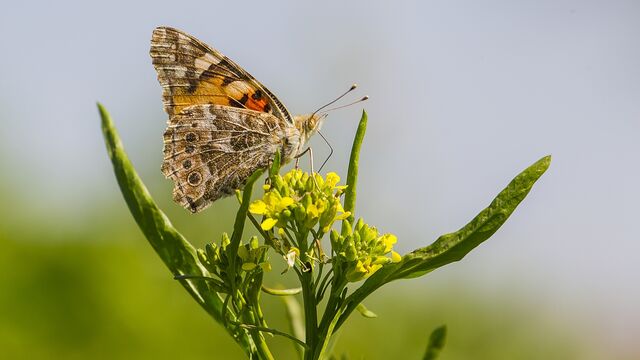 Vadi kelebeklerle renklendi
