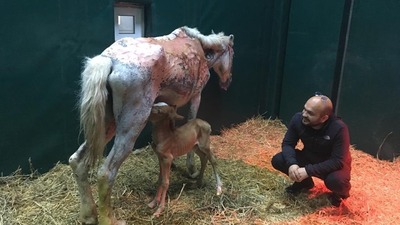 Küllerinden doğdu, can oldu!