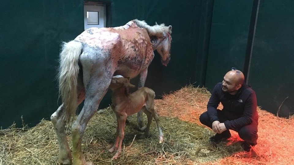 Küllerinden doğdu, can oldu!