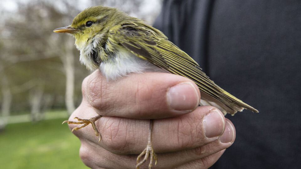 Kuşlara bu yiyeceği sakın vermeyin