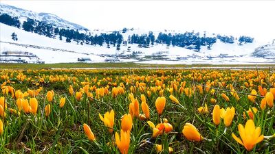 Karla kaplı Toroslar çiğdemlerle renklendi